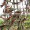 High Quality Moso Bamboo Seeds For Sowing High Economic Value