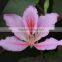 Blooming plants Bauhinia variegata seedling