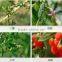 Live Goji Berry Plant/Organic tree/High survival rate