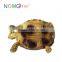 Nomo non-toxic super simulation cute hermann's tortoise model