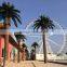 artificial date palm tree