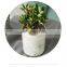 Succulent small potted plants in marble ceramic pots