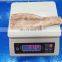 Bulk Packing IQF Skin on Illex Squid Tube Wing on