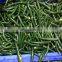Sinocharm A Grade approved IQF Frozen Green Chilli Ring