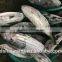Frozen seafood skipjack tuna fish sale with size 300 - 750g +