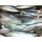 Frozen Bonito Tuna