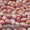 PEANUTS KERNEL/GROUNDNUTS_HIGH QUALITY_ RELIABLE SUPPLIER