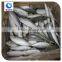 China Frozen Seafood Big/small Eyes Scad Fish