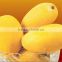 Fresh Pakistani Mango with Approved EU Quality Standards