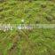 Fire proof selling artificial moss turf / simulation moss carpet in factory price