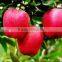 supply 2015 new crop fresh Huaniu apple with best price