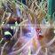60-80cm marine tank led aquarium light progammbale dimmable 4 channels control