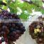 Grapes are packaged by pp spunbond nonwoven fabric