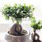 Fall Flowers and Plants Ficus Ginseng Bonsai Gift for Parents for Home Decoration