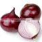 Sweet Red Onion Shipment in Refrigerator Container