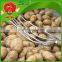 high quality fresh yellow potato on sale