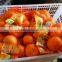 orange hoverboard orange fruit specification