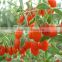 Ningxia Goji Seeds Medlar Wolfberry Seeds For Planting-The Best Nutrition Berry In The World