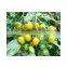 Hybrid small yellow Tomato Seeds for sale-Yellow Angel