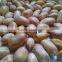 Peanuts Bold