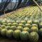Mini Small Big Size Multi Color Outdoor Indoor Cactus Bonsai
