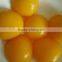 Canned Yellow Peach in Halves in Slight Syrup