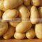 2015 New Fresh Potato
