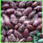 Purple Speckled Kidney Bean 2015 Crop Tops