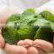 Peppermint Oil