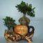 Ficus Ginseng Microcarpa Mini Potted Bonsai Tree Taiwan Ficus Banyan Fig Indian Laurel Fig Indoor Ornamental Plants