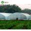 50x8m vegetable tomato single span PE plastic tunnel greenhouse sale