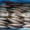 Block Shape and Whole Part Pacific Mackerel Scomber Japonicus