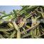 High Quality Cissus quadrangularis Powder For OEM