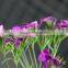 Decorative Sweet William women's day fresh cut flower
