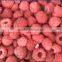supply cheap and high quality Frozen Raspberry