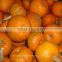 fresh pumpkin export in india/yellow pumpkin/white pumpkin eporters