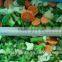 2016 New Frozen Mixed Vegetables