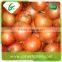 China cheap onion price