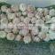 High Quality Best Price 100% Natural Egyption Fresh Super White Garlic