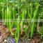 Hybrid green red chilli pepper seeds for sale-Te La No.2