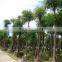 outdoor ornamental landscape blooming plants of Delonix regia (Boj.) Raf