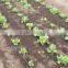 hot sale flexible flat pe hose for agriculture/garden/forestry watering system