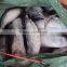 frozen whole round good quality bonito