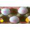 egg stamping for South Africa