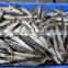 Good price bulk packing IQF whole sardine for bait