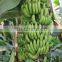 Green banana peeling machine and automatic banana peeler plantain peeler