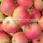 Supply Fresh Apple Gala with high quality and good taste (hot sale)