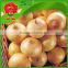 wholesale Fresh Onion/Yellow red onion exporters in china onions in bulk