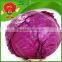 delicious red cabbage farm wholesale purple cabbage
