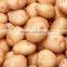 Chinese fresh potato planter supplying best quality potato